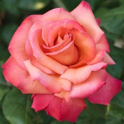 Роза Cristifor Columbus чайно-гибридная горшок С3